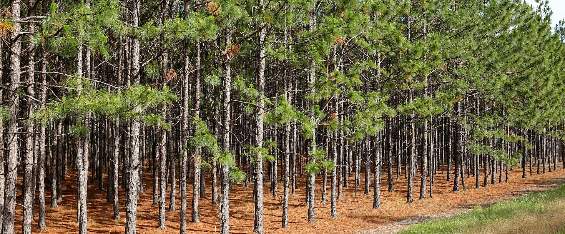 Forestry Consulting